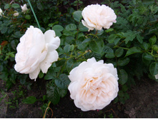 S73R5317.JPG