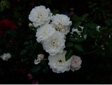 S73R5321.JPG