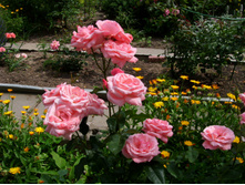 S73R5338.JPG