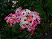 S73R5349.JPG