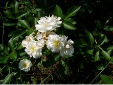 S73R5450.JPG
