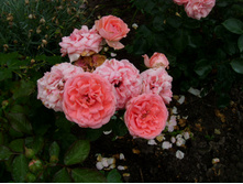 S73R5513.JPG