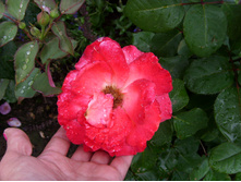 S73R5514.JPG