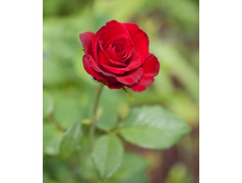 rose.jpg