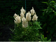 S73R5376.JPG