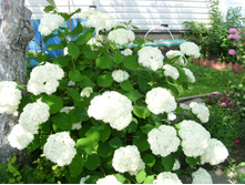 S73R5463.JPG