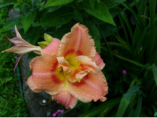S73R5520.JPG