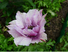 S73R5521.JPG