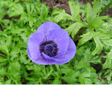 S73R5522.JPG
