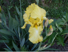 SDC15562.JPG