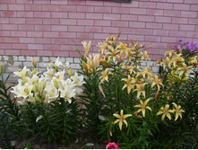SDC15698.JPG