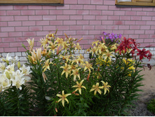SDC15699.JPG