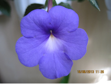 Blue Star
