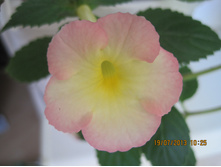 Strawberry Lemon