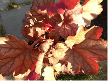 ������� Georgia Peach.png