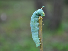 IMG 036.JPG