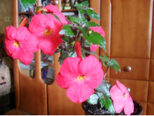 SDC11442.JPG