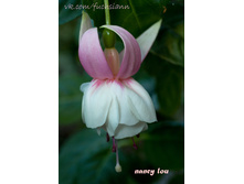 nancy_lou_.jpg