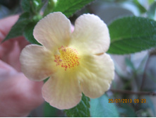 Clouted Yellow
