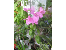 IMG_6772.JPG