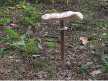DSCF3594.JPG