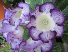 gloxinia 2
