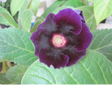 gloxinia 3