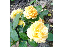 S73R5559.JPG