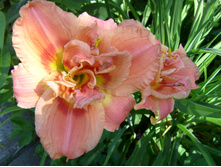 S73R5578.JPG