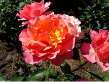 S73R5586.JPG