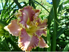 S73R5593.JPG