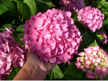 S73R5627.JPG