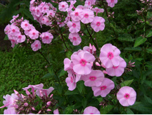 S73R5736.JPG