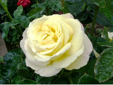 S73R5780.JPG