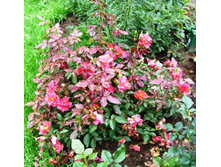 S73R5793.JPG