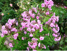 S73R5804.JPG
