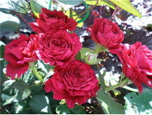 Rose des 4 Vents 