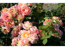 Rose des Cisterciens