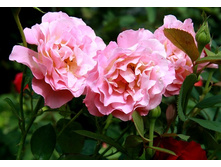 Pink Paradise