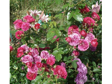 Bordure Magenta 