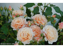 Bordure Abricot