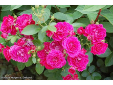 Bordure Magenta