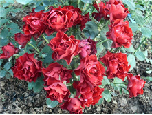 Hommage a Barbara 
