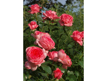La Rose de Molinard