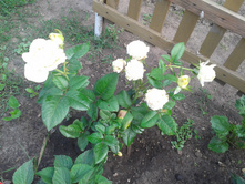 20130715_112127.jpg