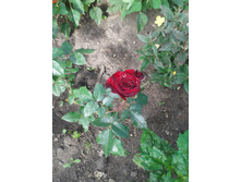 20130715_112159.jpg