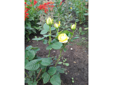 20130717_123841.jpg