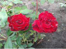 20130717_123920.jpg