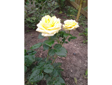 20130726_114944.jpg
