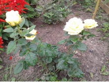 20130726_114950.jpg